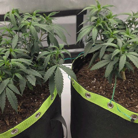 Tweeted Dee/Tweedle Dum growlog timeline photo