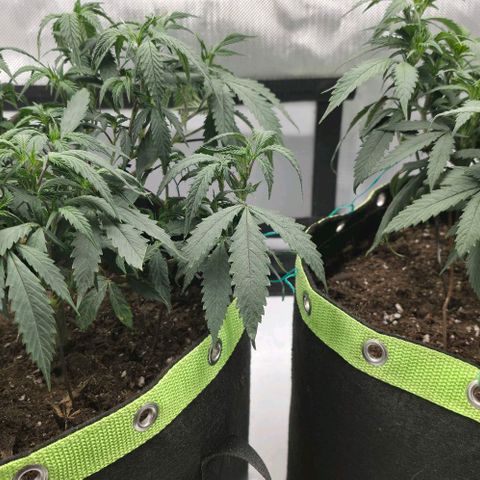 Tweeted Dee/Tweedle Dum growlog photo: Before Dee got transplanted