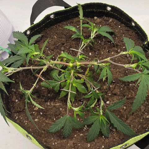 Tweeted Dee/Tweedle Dum growlog timeline photo