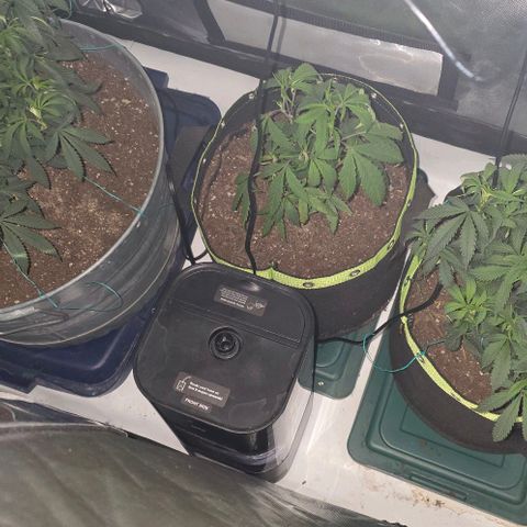 Tweeted Dee/Tweedle Dum growlog photo: Morning snap