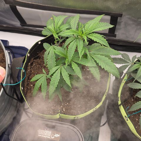 Tweeted Dee/Tweedle Dum growlog photo: Clones 