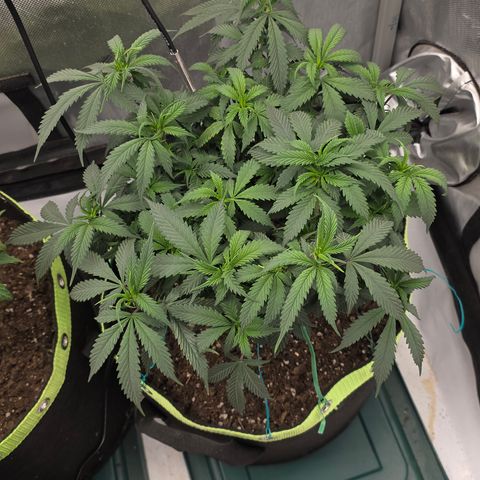 Tweeted Dee/Tweedle Dum growlog photo: Clones 