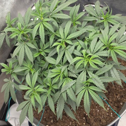 Tweeted Dee/Tweedle Dum growlog photo: Clones 