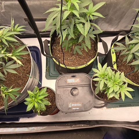Tweeted Dee/Tweedle Dum growlog photo: All my clones under one roof..lol flipping 3 in back next week.