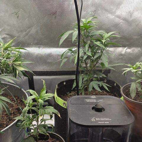 Tweeted Dee/Tweedle Dum growlog photo: All my clones under one roof..lol flipping 3 in back next week.