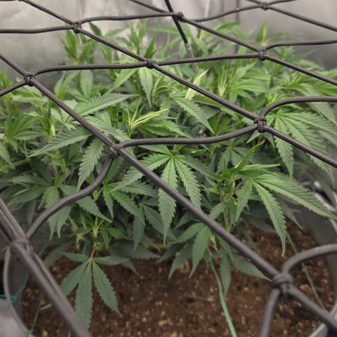 Tweeted Dee/Tweedle Dum growlog photo: Day b4