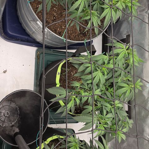 Tweeted Dee/Tweedle Dum growlog photo: Day b4