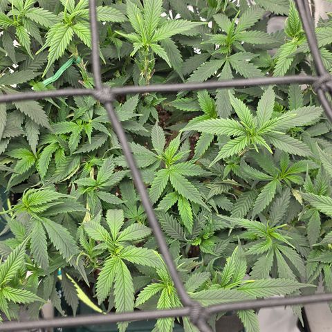 Tweeted Dee/Tweedle Dum growlog photo: Day b4