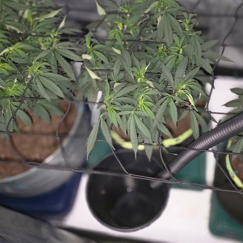 Tweeted Dee/Tweedle Dum growlog timeline photo