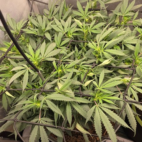Tweeted Dee/Tweedle Dum growlog timeline photo