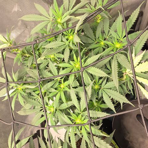 Tweeted Dee/Tweedle Dum growlog timeline photo