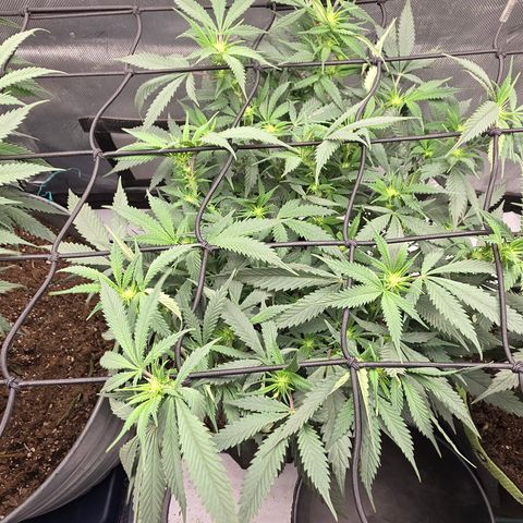 Tweeted Dee/Tweedle Dum growlog timeline photo