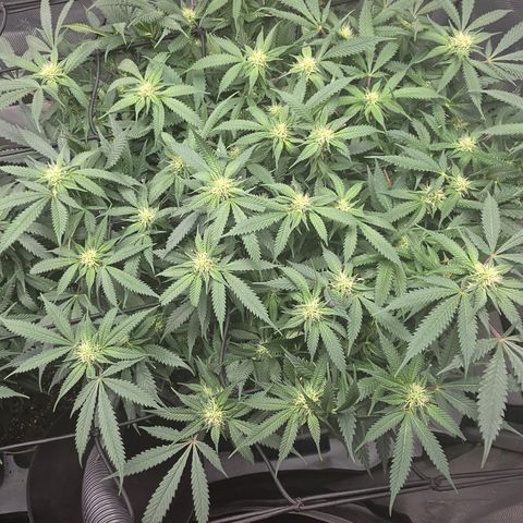 Tweeted Dee/Tweedle Dum growlog photo: Lollipopped last week.
Top photos are as of two days ago September 29