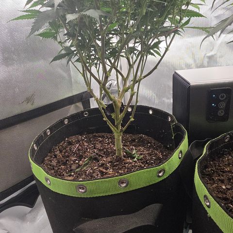 Tweeted Dee/Tweedle Dum growlog photo: Lollipopped last week.
Top photos are as of two days ago September 29