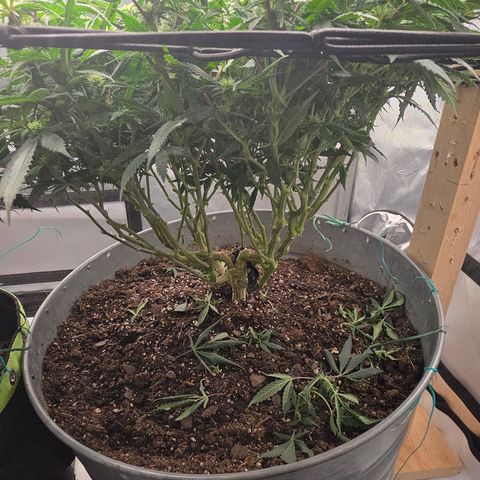Tweeted Dee/Tweedle Dum growlog photo: Lollipopped last week.
Top photos are as of two days ago September 29
