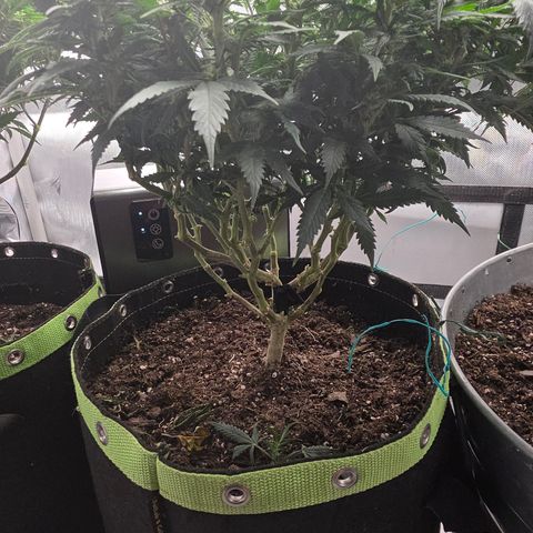 Tweeted Dee/Tweedle Dum growlog photo: Lollipopped last week.
Top photos are as of two days ago September 29