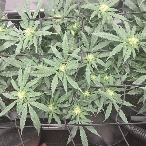 Tweeted Dee/Tweedle Dum growlog photo: Lollipopped last week.
Top photos are as of two days ago September 29