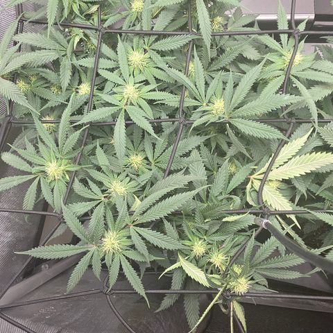 Tweeted Dee/Tweedle Dum growlog photo: Lollipopped last week.
Top photos are as of two days ago September 29