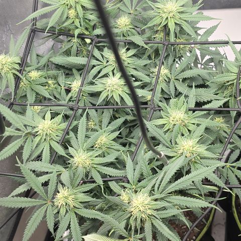 Tweeted Dee/Tweedle Dum growlog timeline photo