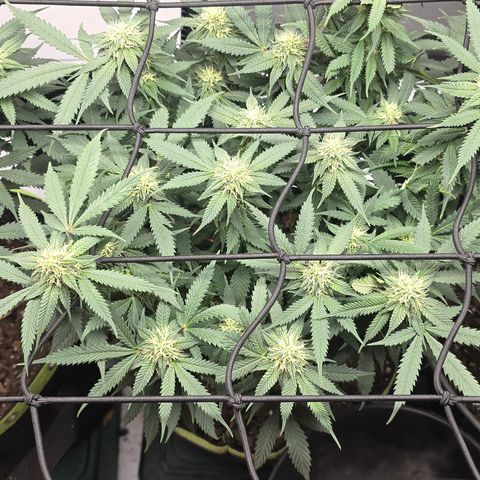 Tweeted Dee/Tweedle Dum growlog timeline photo