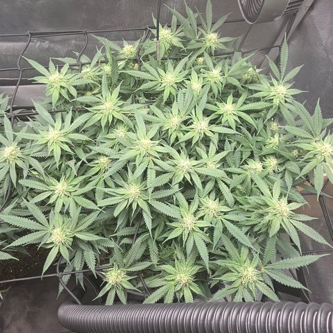 Tweeted Dee/Tweedle Dum growlog timeline photo