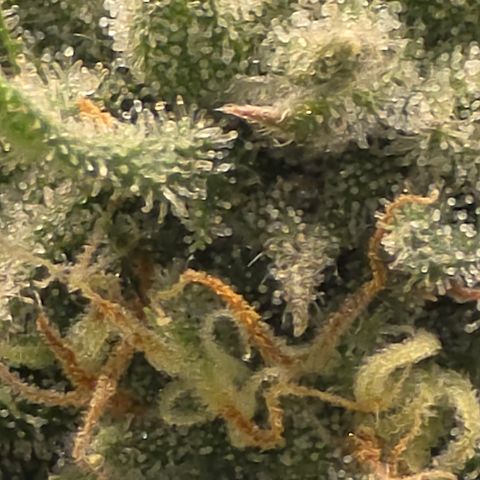 Tweeted Dee/Tweedle Dum growlog photo: Trichomes are telling me it's time