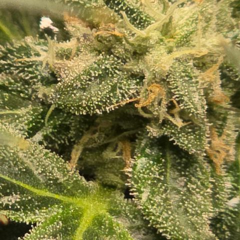 Tweeted Dee/Tweedle Dum growlog photo: Trichomes are telling me it's time