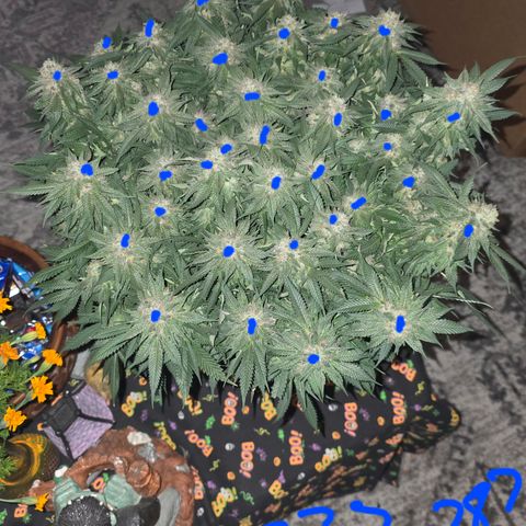 Tweeted Dee/Tweedle Dum growlog photo: 32 tops at a minimum 
Other two have about 18 each minimum 