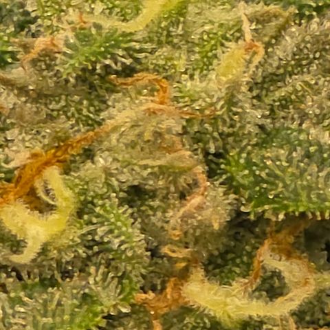 Tweeted Dee/Tweedle Dum growlog timeline photo