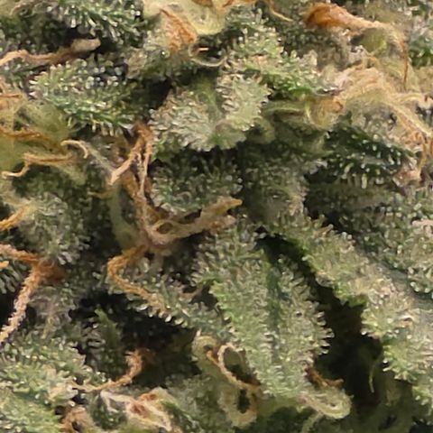 Tweeted Dee/Tweedle Dum growlog timeline photo