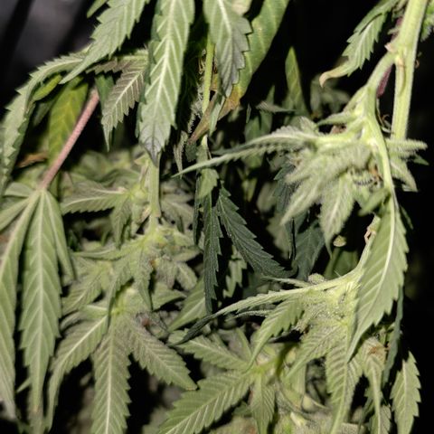 Tweeted Dee/Tweedle Dum growlog timeline photo