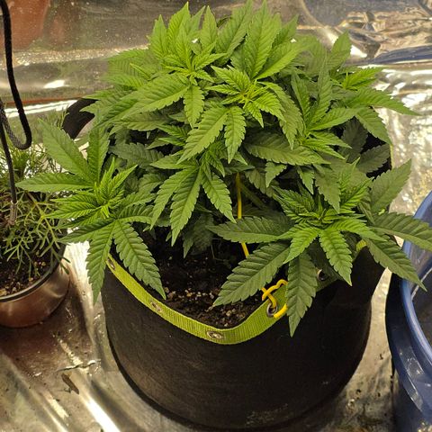 Northern Lights growlog timeline photo