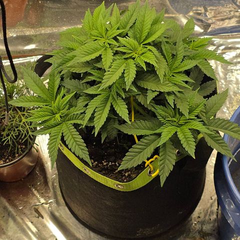 Northern Lights growlog timeline photo