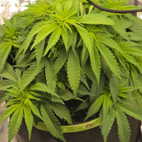 GSC growlog timeline photo