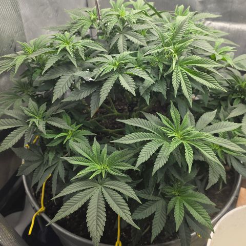 GSC growlog timeline photo