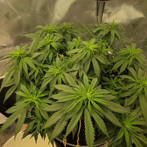 Northern Lights growlog timeline photo