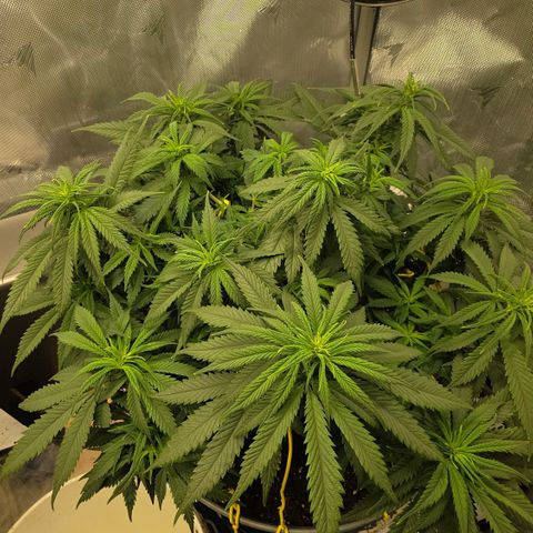 Northern Lights growlog timeline photo