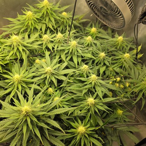 Northern Lights growlog timeline photo