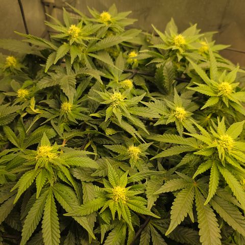 GSC growlog timeline photo