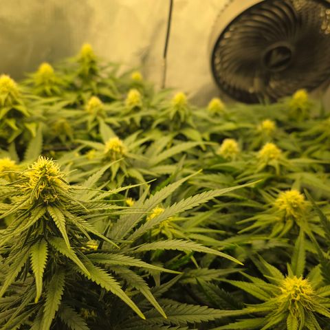 Northern Lights growlog timeline photo