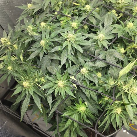 GSC growlog timeline photo