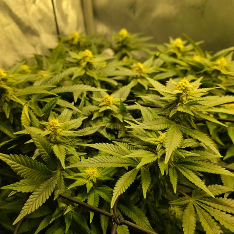 GSC growlog timeline photo