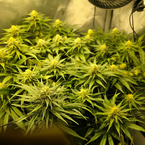 Northern Lights growlog timeline photo