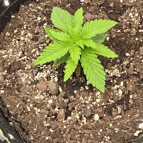 Purple right growlog timeline photo