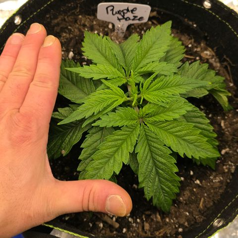Purple right growlog timeline photo
