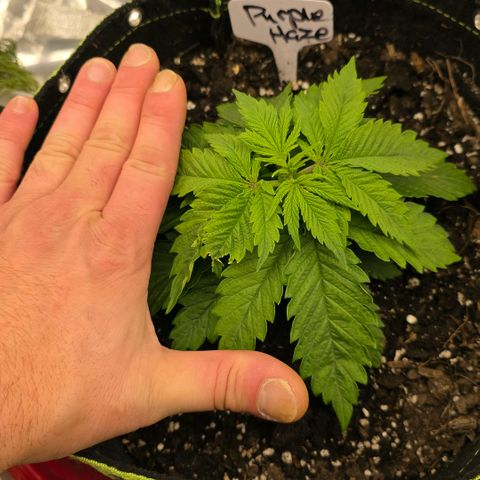 Purples  left growlog timeline photo