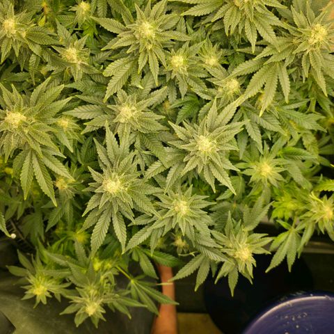 GSC growlog photo: Start of week 7. 1 day after a major flush to remove excess buildup. 15 gallon flush!!!!! So far so good