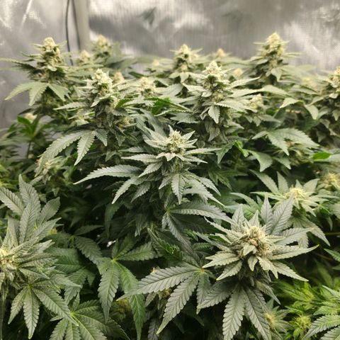 GSC growlog timeline photo