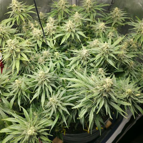 Northern Lights growlog photo:  Week 7.....3 days after major flush of 21 gallons to correct serious issue. So far so good .