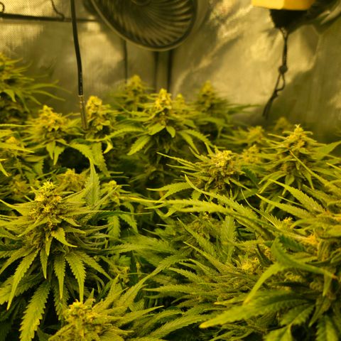 Northern Lights growlog photo:  Week 7.....3 days after major flush of 21 gallons to correct serious issue. So far so good .